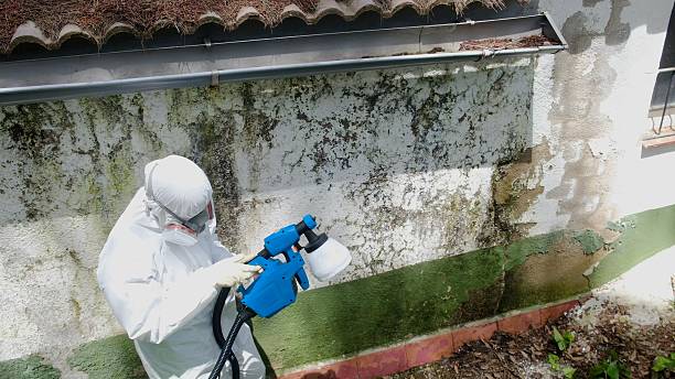 Top rated local Mold Remediation specialists in Lillington, NC